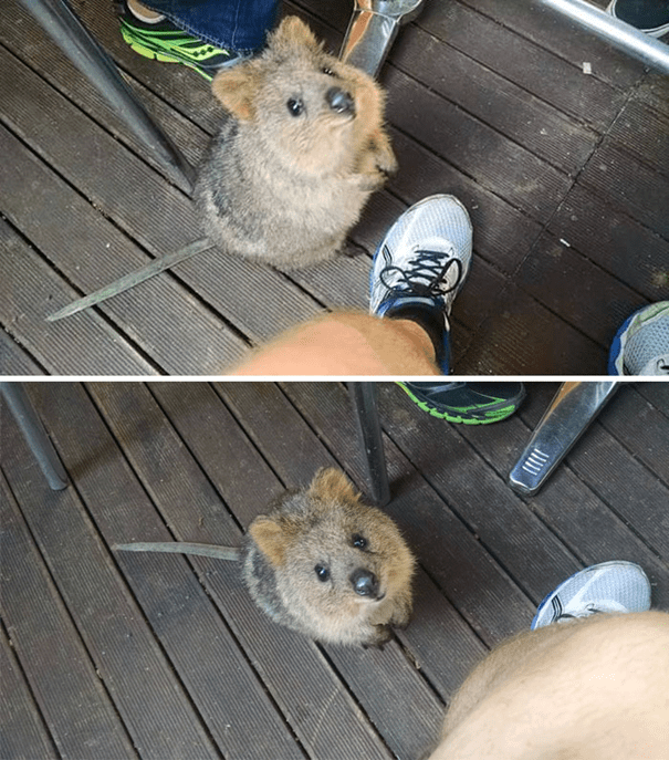 Adorable Quokkas