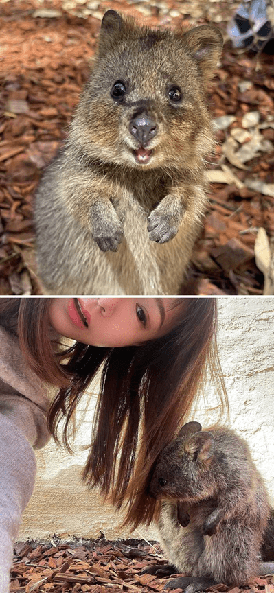 Adorable Quokkas