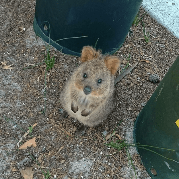 Adorable Quokkas