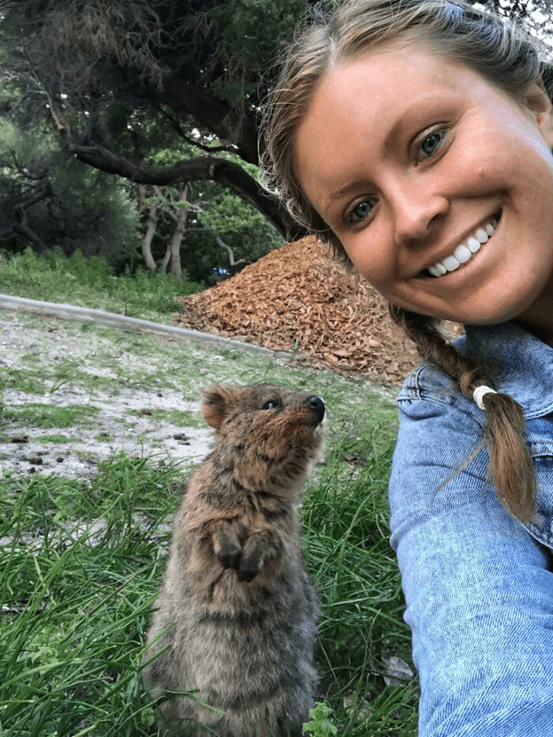 Adorable Quokkas