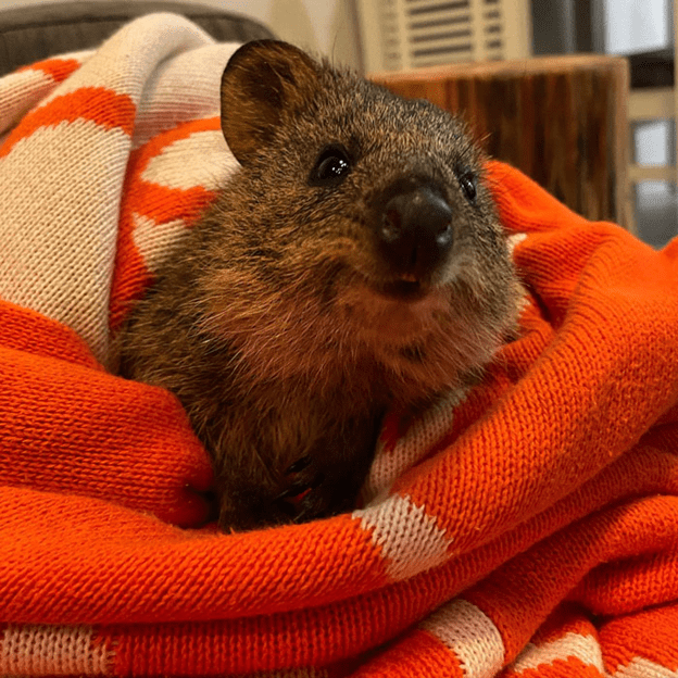 Adorable Quokkas