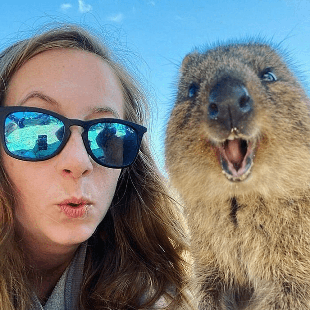 Adorable Quokkas