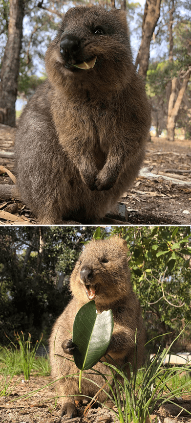 Adorable Quokkas