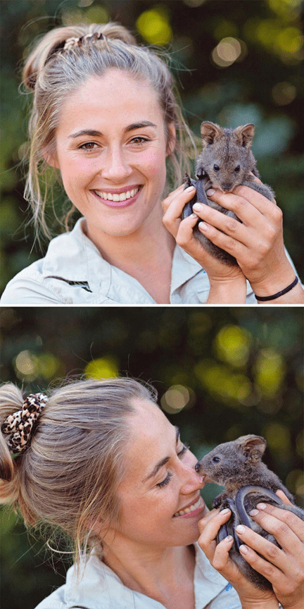 Adorable Quokkas