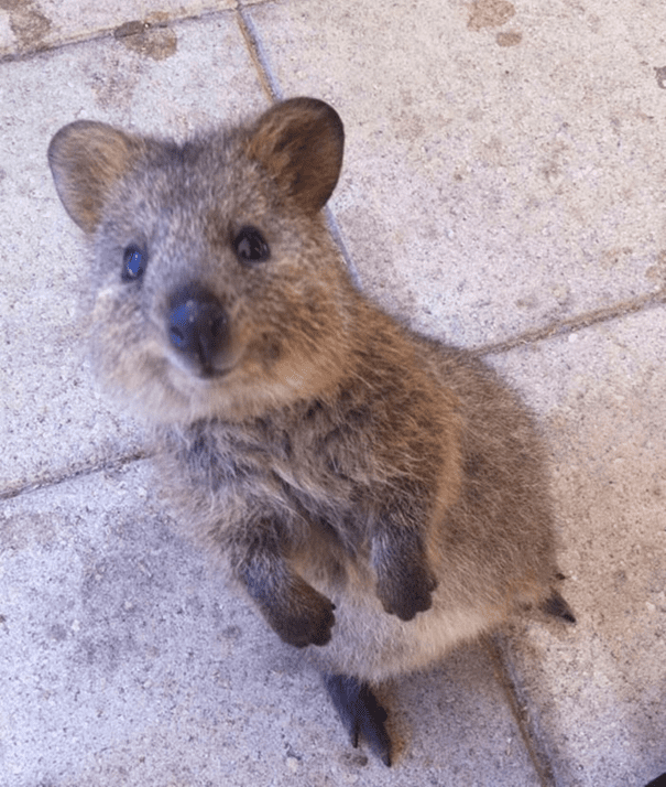 Adorable Quokkas