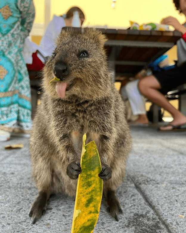 Adorable Quokkas