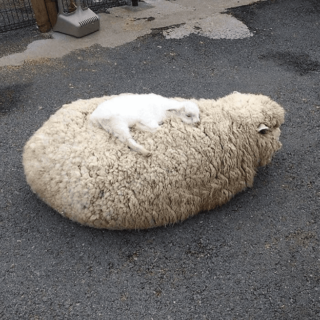 sleeping with mother