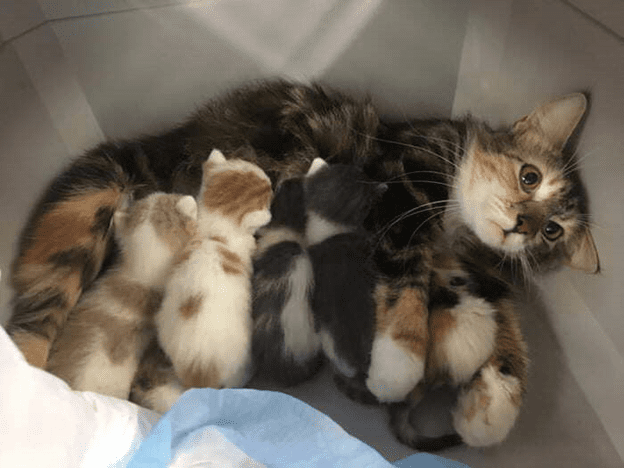 The Mamma Cat's Expression