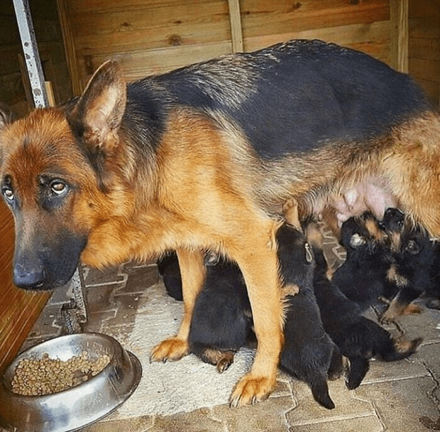 Tired Mother with Her Puppies