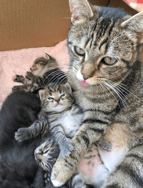  Kittens And Their Mother