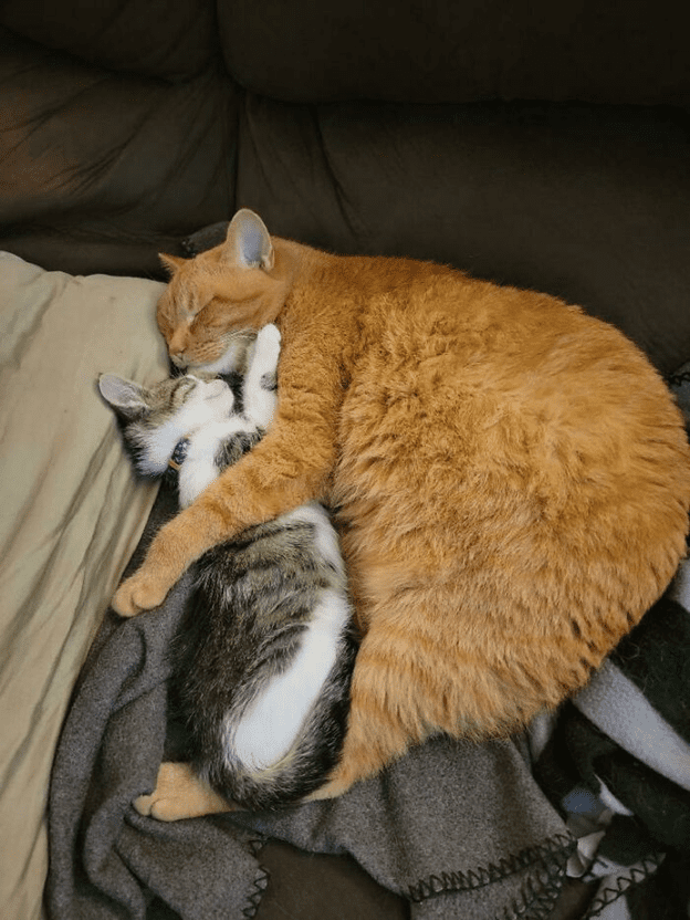 cuddle and sleeping