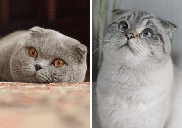 Scottish Fold Cats