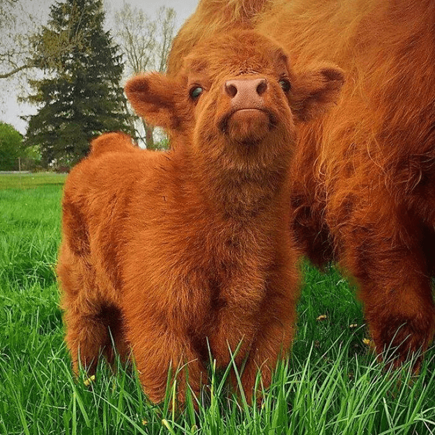 Adorable Cow