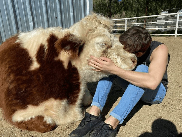Adorable Cow