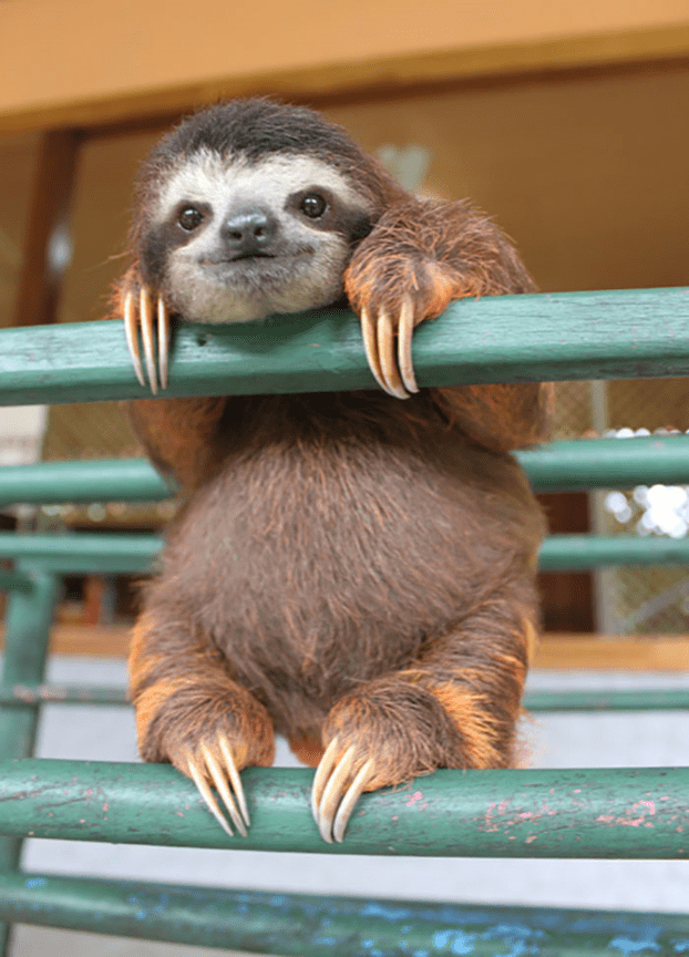 cute sloth