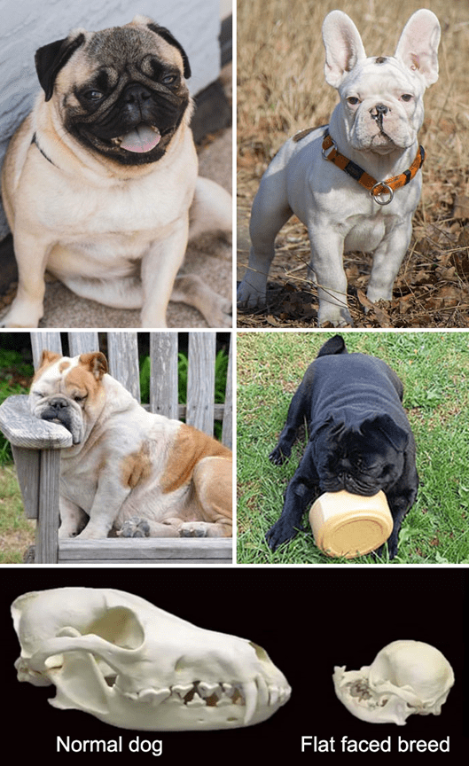 Flat Faced Dog Breeds