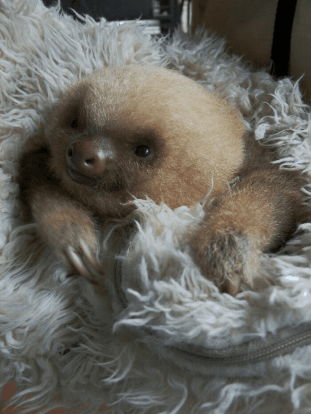 cute sloth