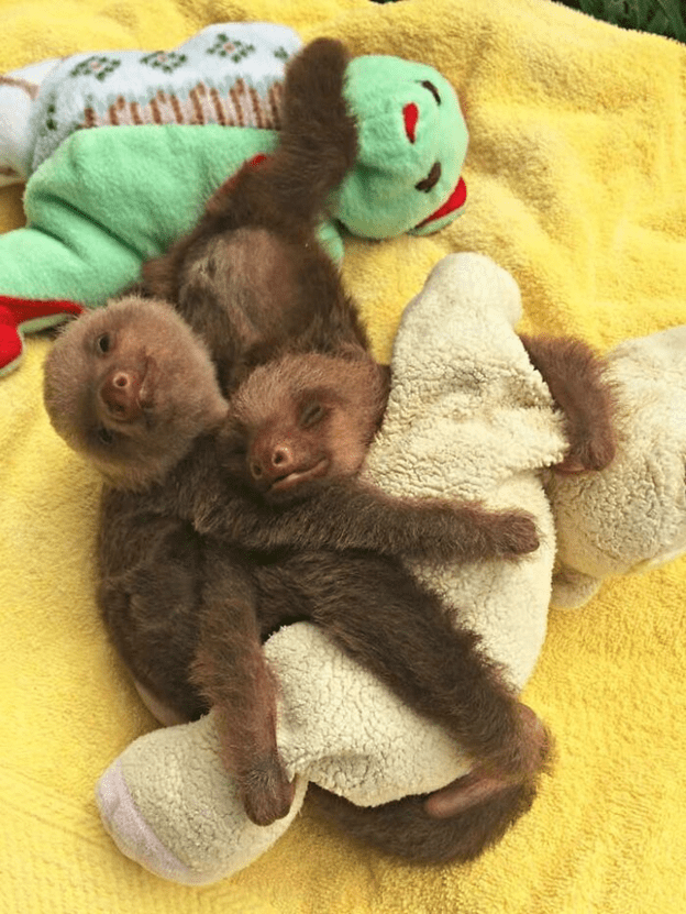 cute sloth