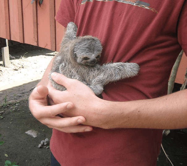 cute sloth