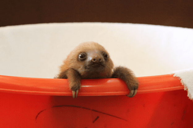 cute sloth