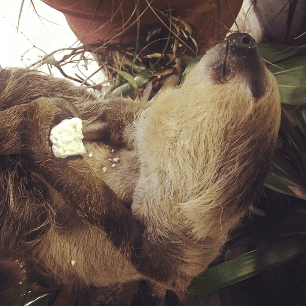 cute sloth