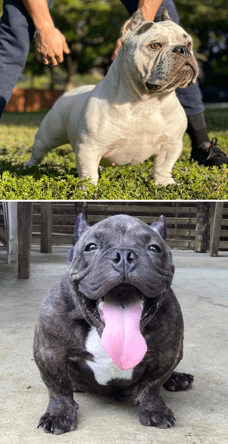  Toad Bulldog, Or Exotic Bully