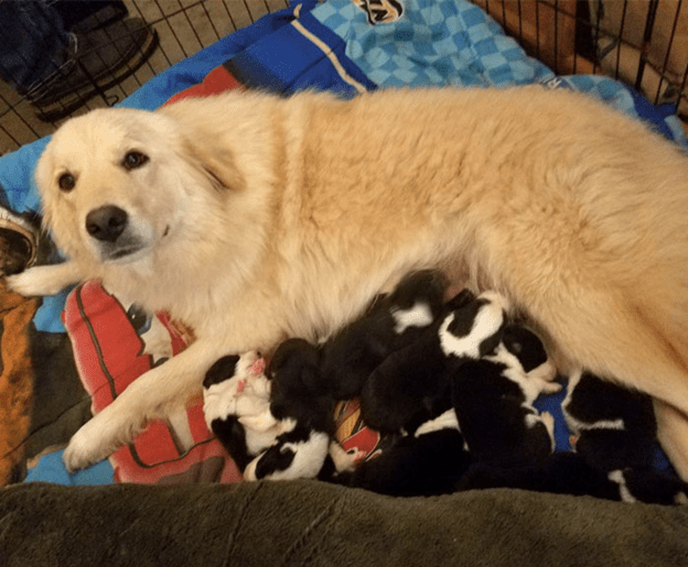 with seven golden lab puppies