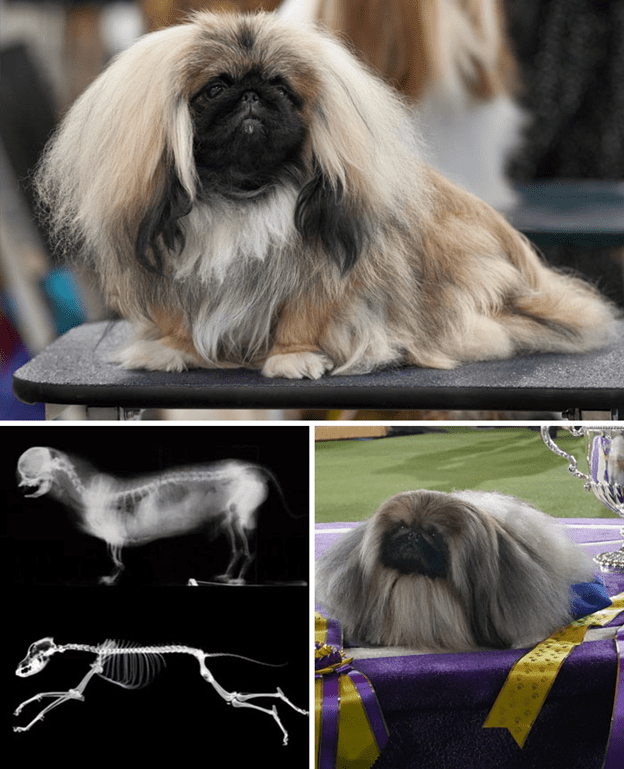 Pekingese Dogs