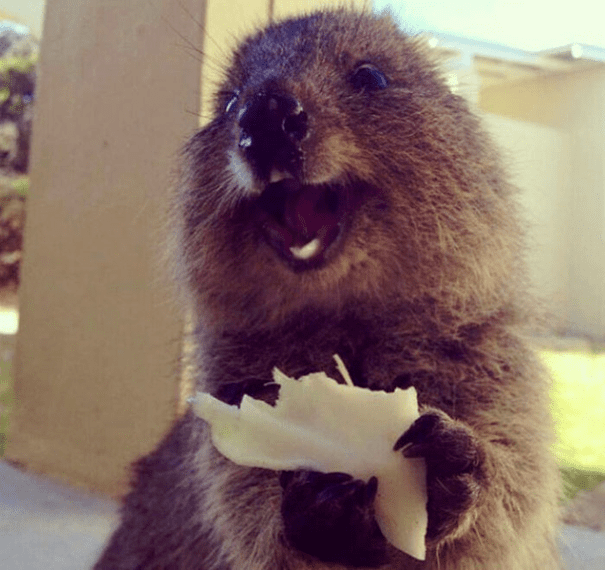 Adorable Quokkas