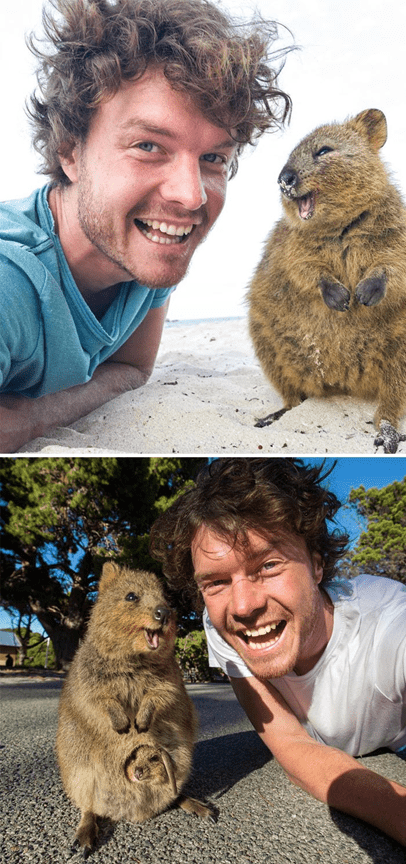 Adorable Quokkas