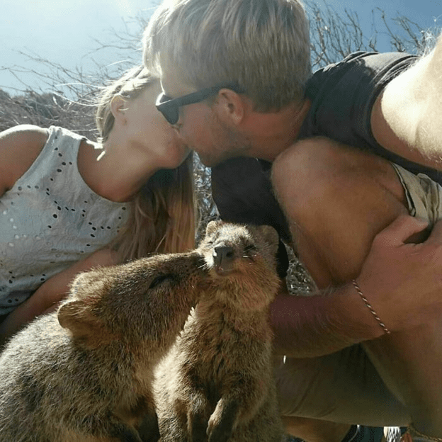 Adorable Quokkas