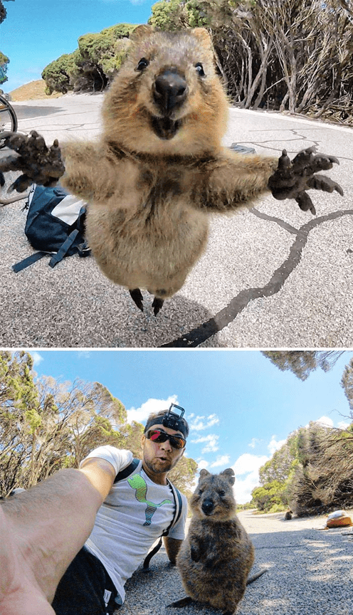 Adorable Quokkas