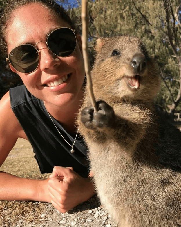 Adorable Quokkas