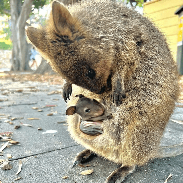 Adorable Quokkas