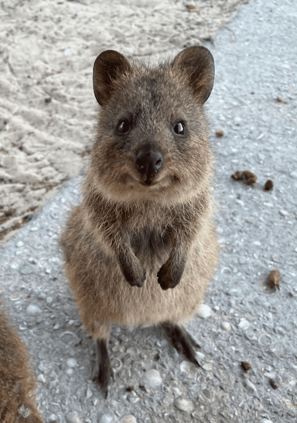 Adorable Quokkas