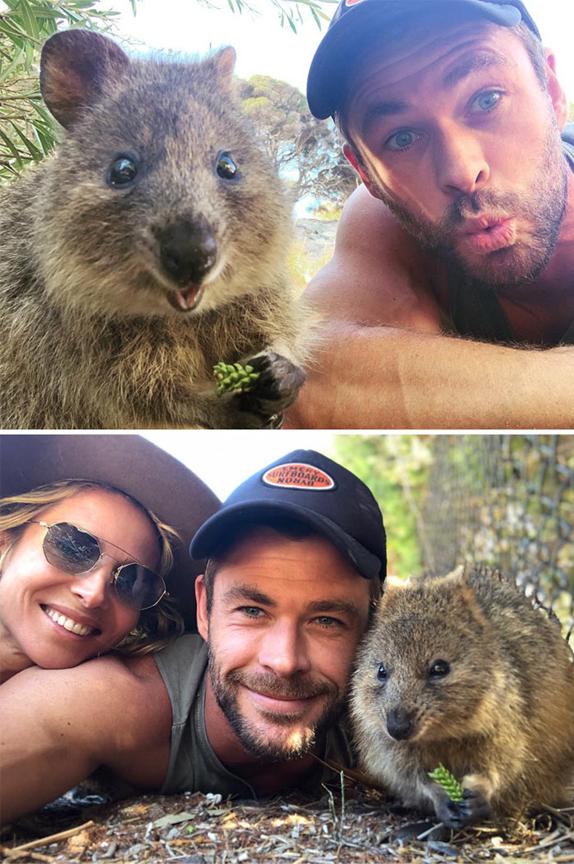 Adorable Quokkas