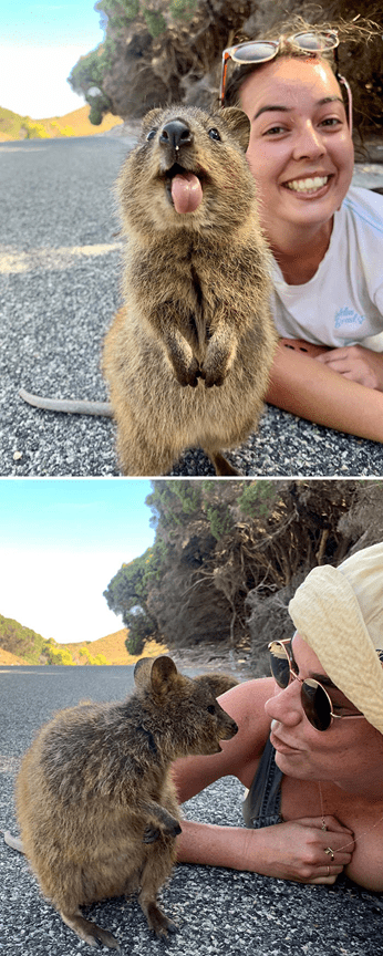 Adorable Quokkas