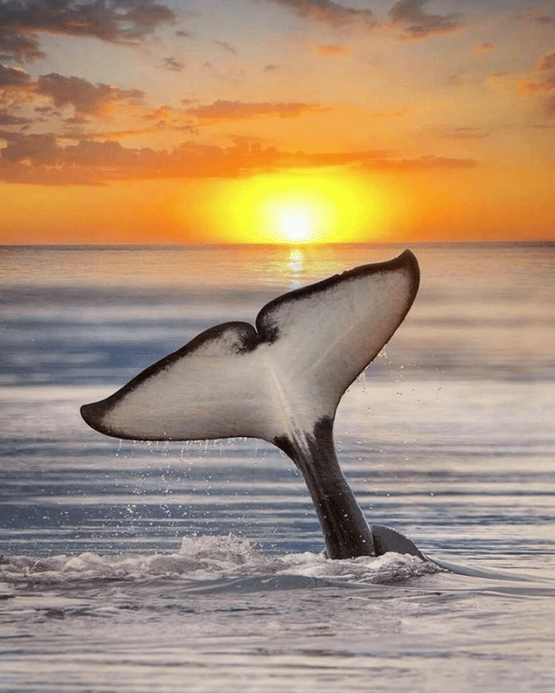 Orcas basking sunset capture