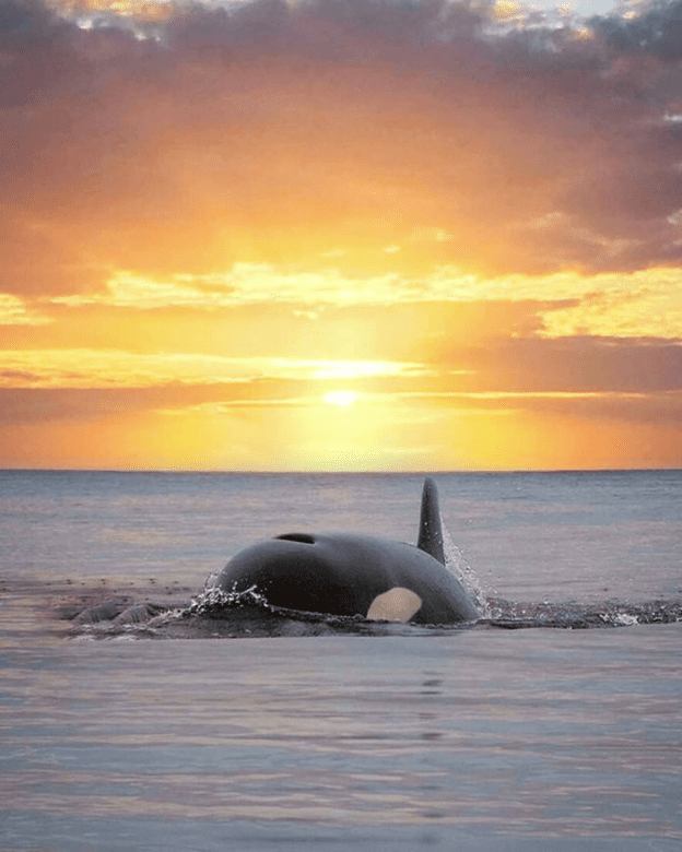 Orcas basking sunset capture