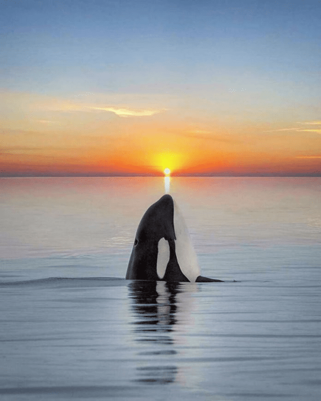 Orcas basking sunset capture