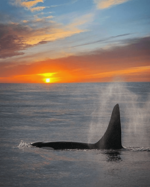 Orcas basking sunset capture