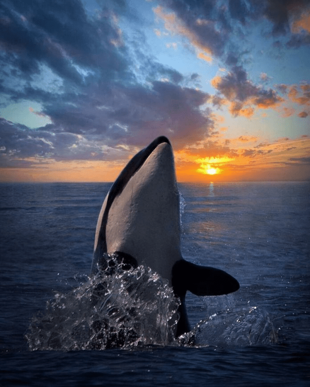 Orcas basking sunset capture