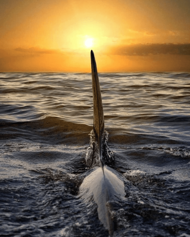 Orcas basking sunset capture