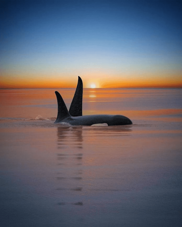 Orcas basking sunset capture