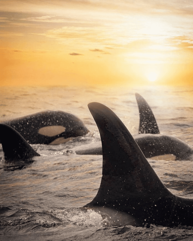 Orcas basking sunset capture