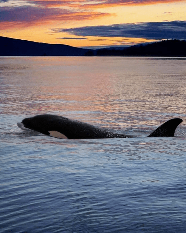 Orcas basking sunset capture