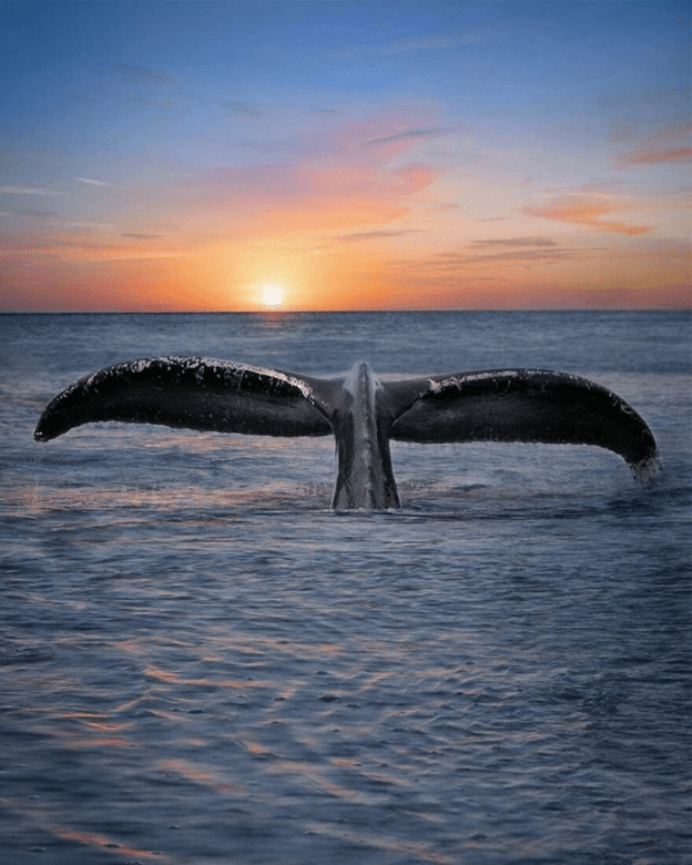 Orcas basking sunset capture