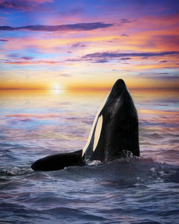 Orcas basking sunset capture