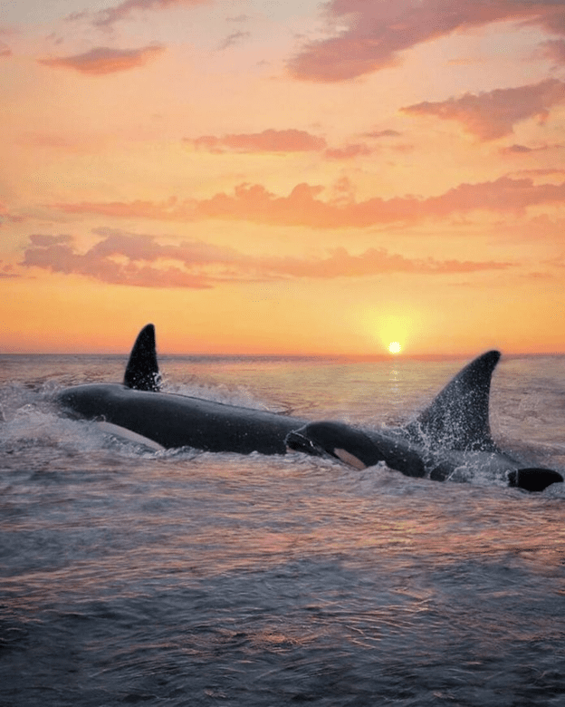 Orcas basking sunset capture