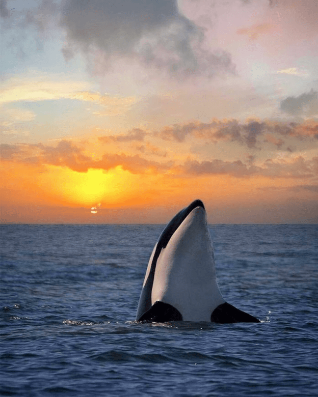 Orcas basking sunset capture